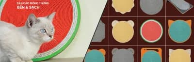 CÔNG TY CỔ PHẦN CATCA ASIA thumbnail